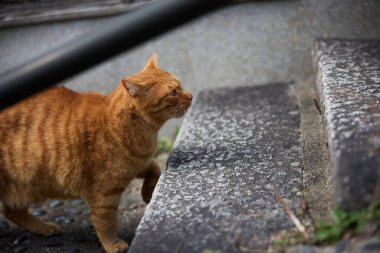 stray cat in onomichi hiroshima