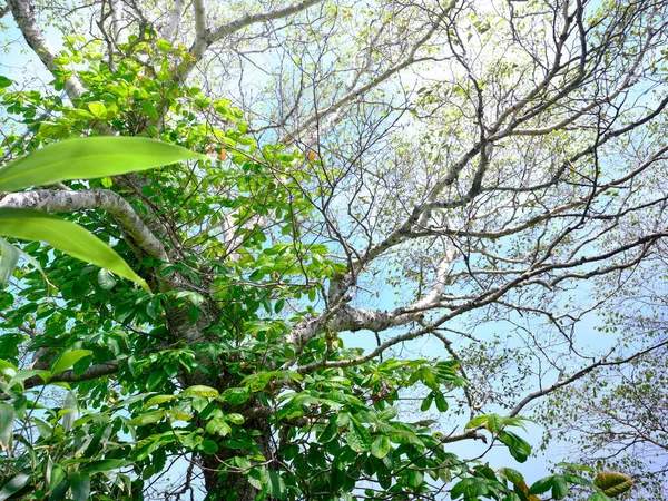 Floresta Betula Ilha Rebun — Fotografia de Stock