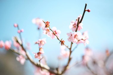 bahar Japonya kiraz çiçekleri