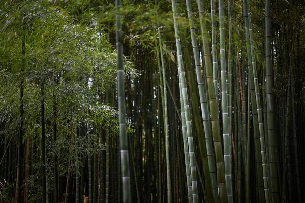 Bambusový Les Letním Japonsku — Stock fotografie