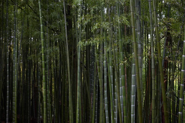 Бамбуковые Леса Летом Японии — стоковое фото
