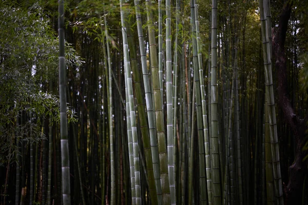 Floresta Bambu Verão Japão — Fotografia de Stock