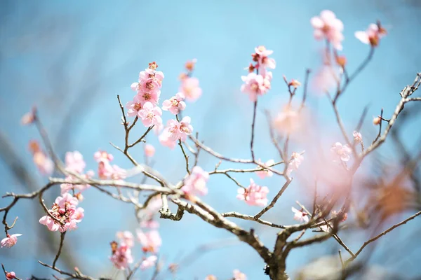 春日本の桜 — ストック写真