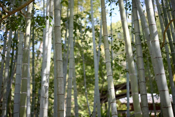 Foresta Bambù Estate Giappone — Foto Stock