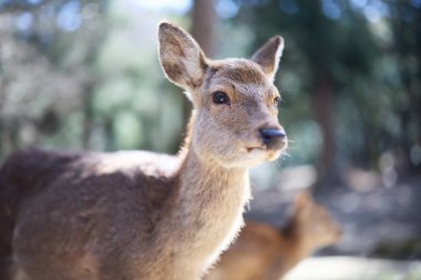 Nara Park 'taki geyik Japonya' da