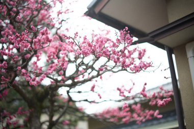 Kyoto Japonya 'da erik çiçeği