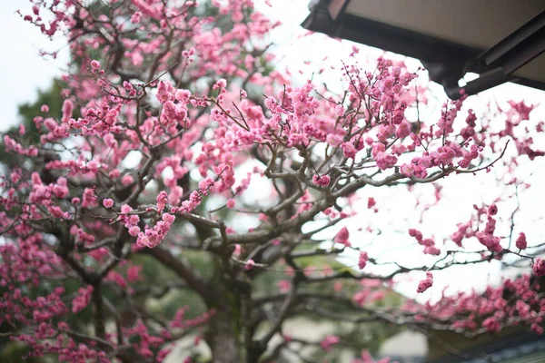 stock image Plum blossom in kyoto japan