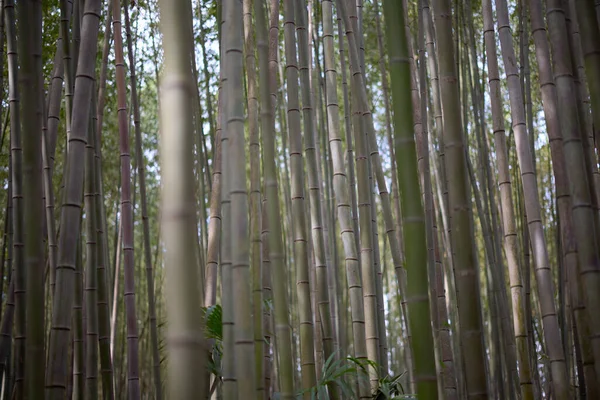 stock image bamboo forest in arashiyama kyoto