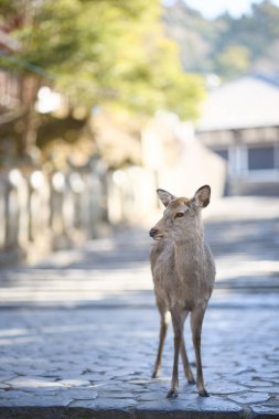 Nara Park 'taki geyik Japonya' da