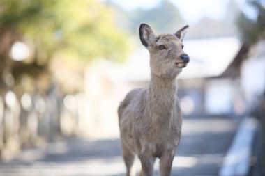 Nara Park 'taki geyik Japonya' da
