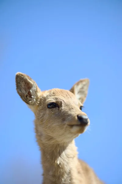 Deer Blue Sky Nara Japan — Stock Photo, Image
