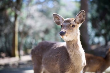 Nara Park 'taki geyik Japonya' da