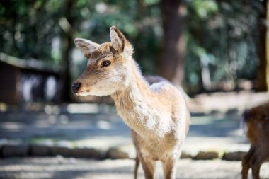 Nara Park 'taki geyik Japonya' da