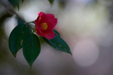 Kyoto Japonya 'da kamelya çiçeği