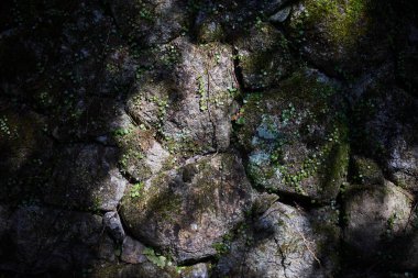 Japonya 'da taş duvar yosunu siliyor.