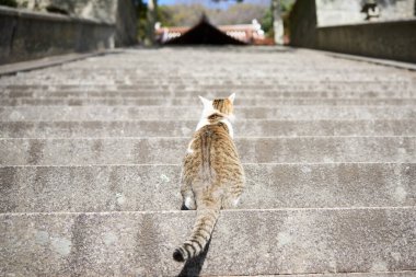 Japonya 'da kedi merdivenleri tırmanıyor.