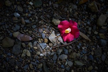 Yere düşen kamelya