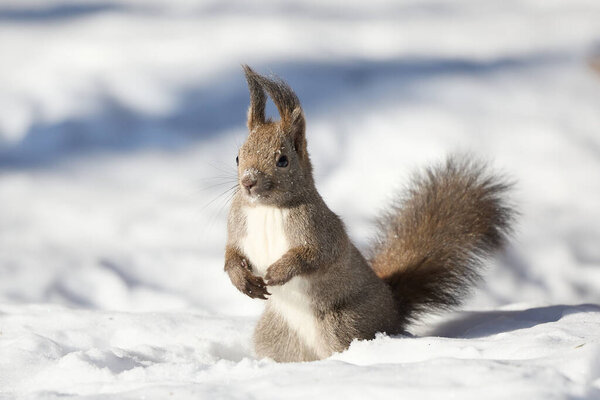 one squirrel on snow field
