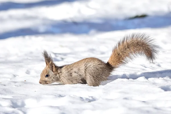 One Squirrel Snow Field — ストック写真