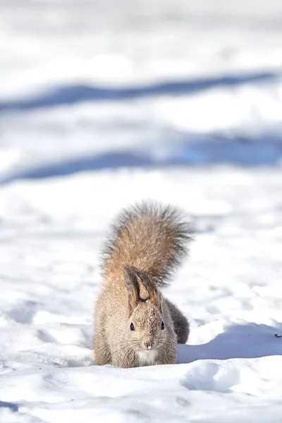 One Squirrel Snow Field — ストック写真