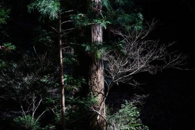 Kyoto Japonya 'daki karanlık orman.