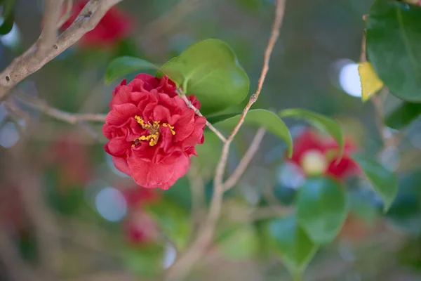 Червона Квітка Камелії Навесні — стокове фото