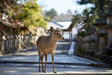 Nara Park 'taki geyik Japonya' da
