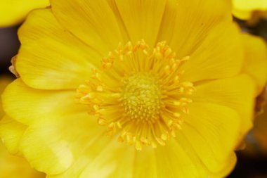 İlkbaharda hokkaido 'da Amur adonis