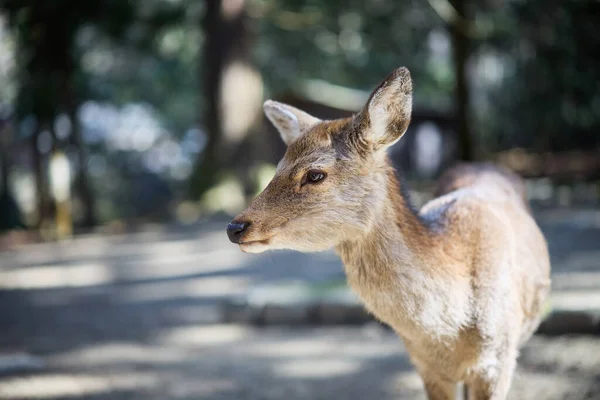Cervo Nel Parco Nara Giappone — Foto Stock