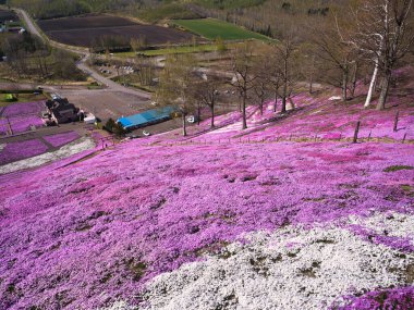 İlkbaharda hokkaido 'da yosun filizi