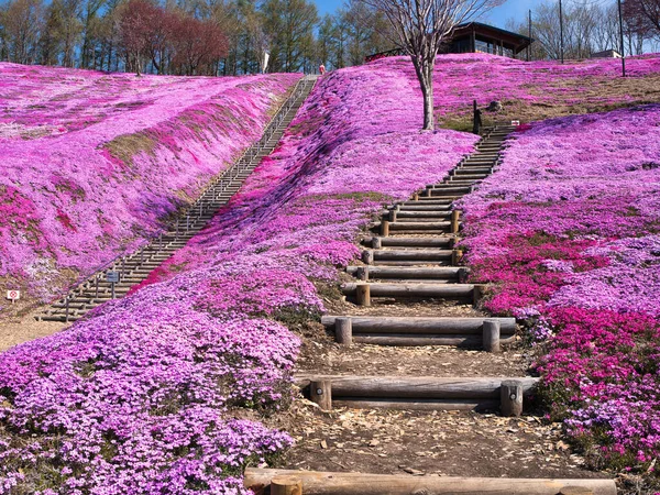 Mossflox Våren Hokkaido — Stockfoto