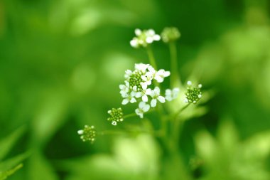 Yaz ormanında Cardamine Lukantha