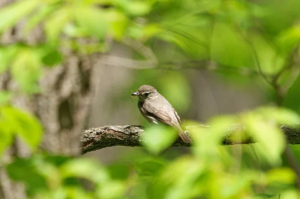 森林中的黑色褐色芦苇莺 — 图库照片