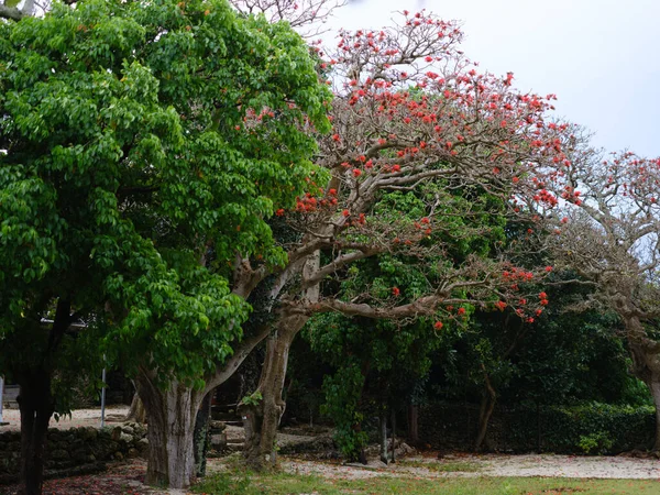 Ινδικό Δέντρο Των Κοραλλιών Στην Οκινάουα — Φωτογραφία Αρχείου