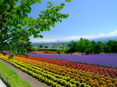 Yaz Hokkaido 'sunda labender tarlası 