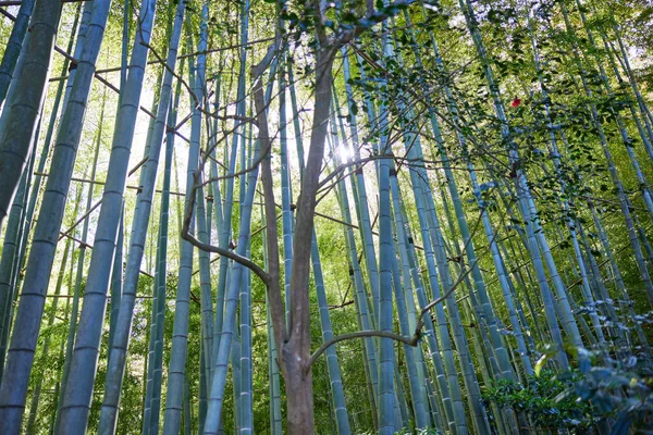 Forêt Bambous Été Japon — Photo