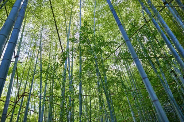 Bambuskog Sommaren Japan — Stockfoto