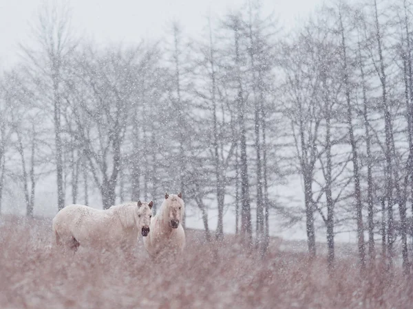 冬季牧场里的野马 — 图库照片