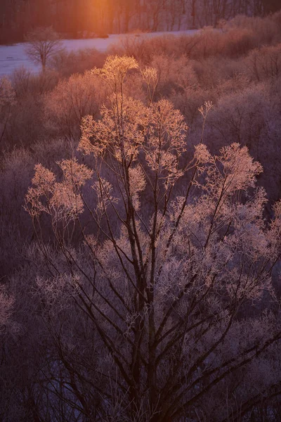 Холодний Туман Світанок Хоккайдо — стокове фото