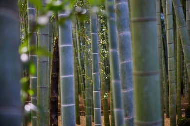 Yazın Japonya 'da bambu ormanı