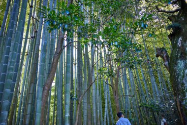 Yazın Japonya 'da bambu ormanı