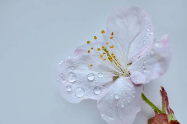 Macro shot of cherry blossom petals
