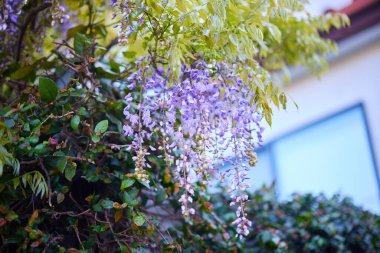 Özel bir evde Wisteria çiçekleri
