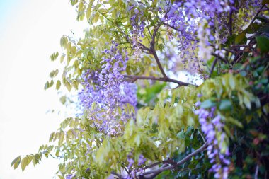 Özel bir evde Wisteria çiçekleri