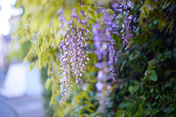 Özel Bir Evde Wisteria Çiçekleri — Stok fotoğraf