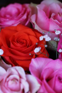 Kırmızı gül ve pembe gül