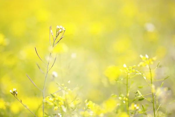 Sarı Tecavüz Ilkbaharda Çiçek Açar — Stok fotoğraf