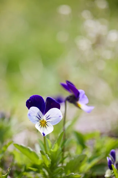 Flor Viola Jardim Primavera — Fotografia de Stock