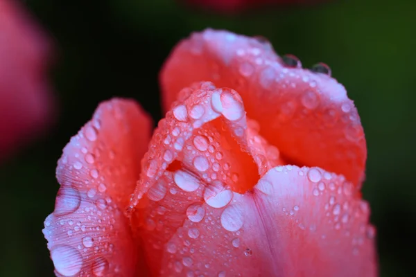 水滴粉红郁金香 — 图库照片