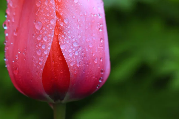 Pink Tulip Water Drop — Stock Photo, Image